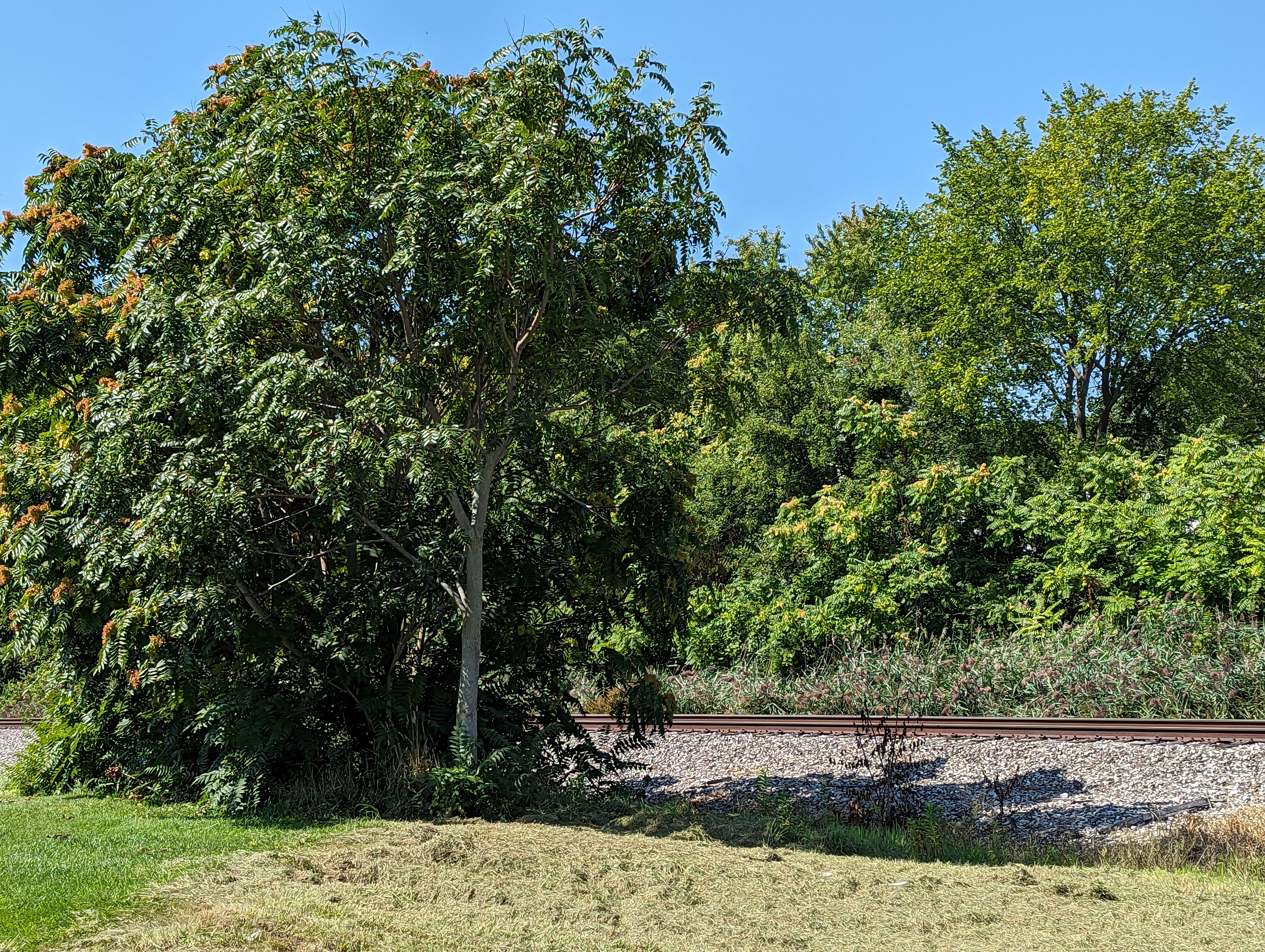 Mature tree of heaven near railroad tracks.